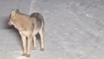 Ausschnitt aus dem Wolfsvideo, das nahe dem Wurzenpass in Slowenien aufgenommen wurde (Bild: zVg)