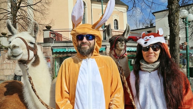 Christiane Heissl war mit ihrem Team „ Lamawandan“, lustig verkleidet, mit den geduldigen Andentieren am Faschingssonntag in Bad Ischl unterwegs. (Bild: Hörmandinger Reinhard)