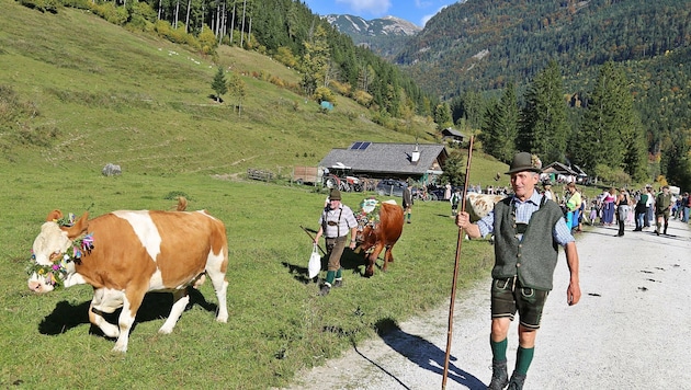 Anfang Oktober endet normalerweise die „Sommerfrische“ der Ischler Kühe mit dem Almabtrieb auf der Rettenbachalm – dort, wo künftig eine Skilift-Anlage realisiert werden könnte. (Bild: Hörmandinger Reinhard)