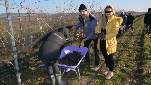 Julius und Daniela Hafner bei der Trockenbeerenauslese in ihrem Weingarten in Mönchhof. (Bild: Charlotte Titz)