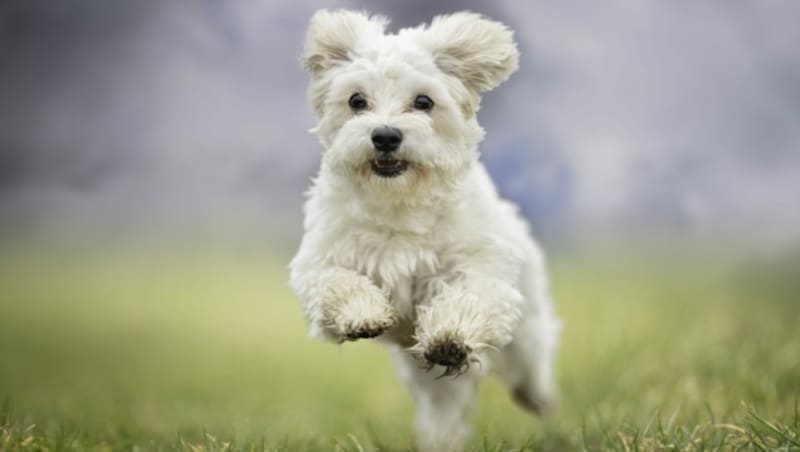 Damit es kein „böses Erwachen“ gibt - jeder Hund muss versichert werden. (Bild: Dyrefotografi.dk - stock.adobe.c)