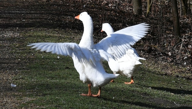 370 n. Chr. haben Gänse Martin verraten. So wurde er zum Bischof geweiht. Bis heute kommen ihre Nachfahren dafür rund um Martini auf den Teller. (Bild: P. Huber)