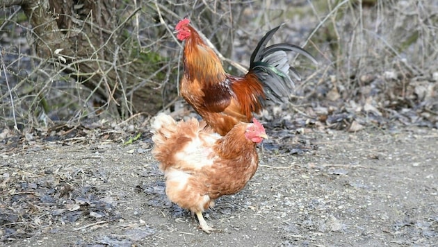 Geflügel wie Hühner und Enten dürften nach bisherigen Forschungen keine Rolle im Corona-Infektionsgeschehen spielen. (Bild: P. Huber)