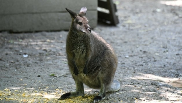 También se pueden encontrar animales exóticos como los canguros en Pamhagen.  (Imagen: Huber Patrick)