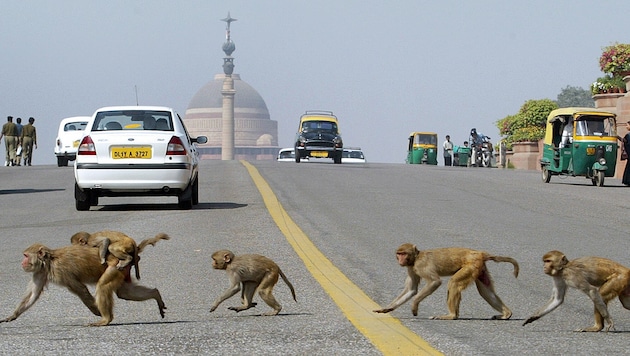 Affen in Neu-Delhi (Bild: AFP)