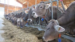 Um überleben zu können, entdeckten immer mehr Bauern Nischen für sich - von der Zitronenzucht über die Weinzucht bis hin zu den beliebten Selbstbedienungshütten. (Bild: Hronek Eveline)