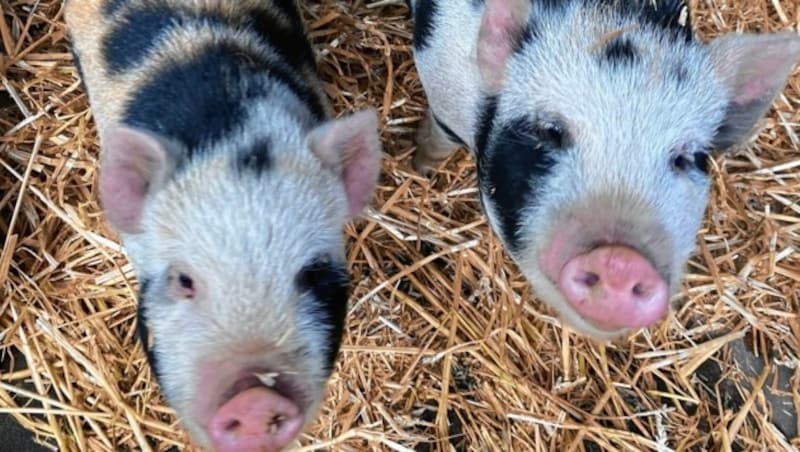 Auch Schweine können den Unterschied der Stimme erkennen. (Bild: Christina Adlassnig/Garten Eden)