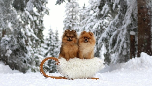 Unser Gewinnerfoto: Der perfekte Schnappschuss von Mia und Daisy bei ihrer Schlittenfahrt in verschneiter Landschaft! (Bild: Julia S.)