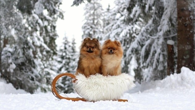 Unser Gewinnerfoto: Der perfekte Schnappschuss von Mia und Daisy bei ihrer Schlittenfahrt in verschneiter Landschaft! (Bild: Julia S.)