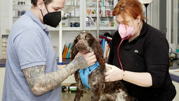 „Romy" bei ihrer Erstuntersuchung bei Frau Dr. Grafl-Tendl (rechts) und Jürgen Wazek, der kurzerhand die Patenschaft für die Hündin übernommen hat (Bild: Ing. Martin Schlager)