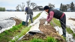 Viele Ukrainer waren auch bei der Spargelernte im Einsatz. (Bild: Alexander Schwarzl)