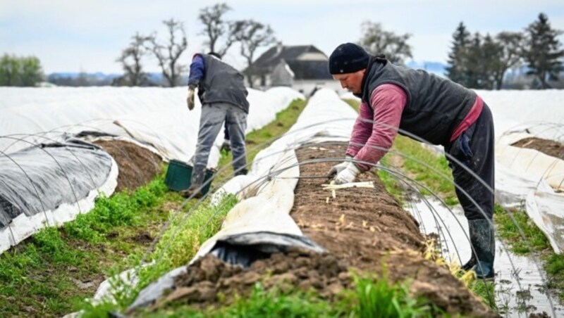 Viele Ukrainer waren auch bei der Spargelernte im Einsatz. (Bild: Alexander Schwarzl)