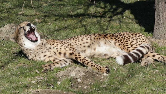 Sichtlich entspannt gähnt Gepardin Jala im Zoo Salzburg (Bild: Zoo Salzburg)