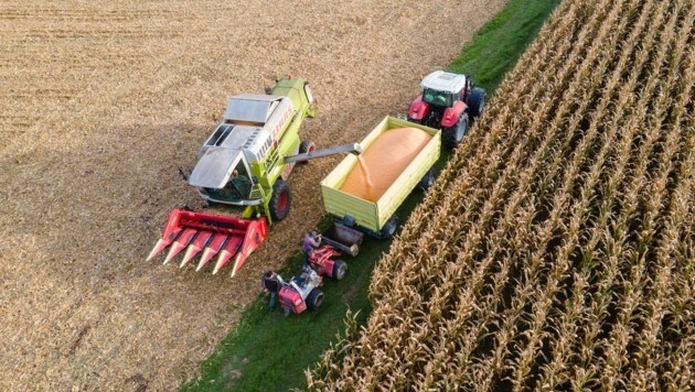 Die Eigenversorgung bei Mais oder Getreide ist in Oberösterreich sehr hoch. Weil Düngemittel fehlen, könnte die Ernte heuer aber geringer ausfallen. (Bild: Scharinger Daniel)