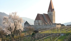 Die Mandelblüte ist untrügliches Zeichen für den bereits nahenden Frühling in der Wachau . (Bild: Semrad Gregor)