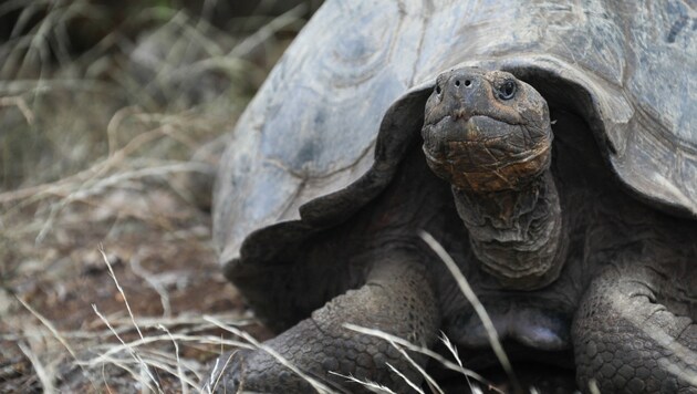 Bisher war man überzeugt, dass Schildkröten wie diese zur Art Chelonoidis chathamensis gehören - Es dürfte aber tatsächlich eine bisher unbekannte Art sein. (Bild: APA/AFP/PARQUE NACIONAL GALAPAGOS)
