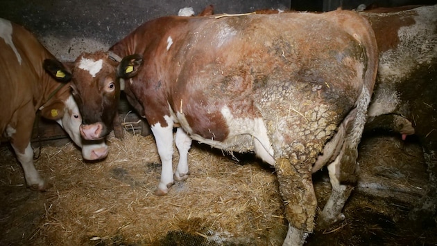 Die Kühe wurden extrem vernachlässigt aufgefunden. (Bild: VGT)