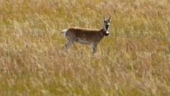 Eine der 15 weiblichen Mongolischen Gazellen (Procapra gutturosa), die mit einem GPS-Sender ausgestattet wurde. (Bild: Senckenberg/Dejid)