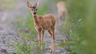 Im Herbst ist vermehrt mit Wildwechsel zu rechnen.  (Bild: Leopold Kanzler)