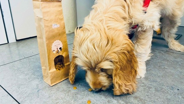"Krone"-Bürohund "Louis" verkostet die feinen Kekse (Bild: Katharina Lattermann)