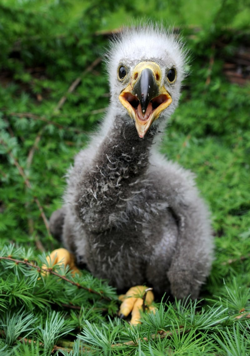 Ein kleiner Seeadler (Bild: dpa/Carsten Rehder)