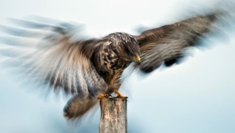 Die Belichtung mit einer Zehntelsekunde der Aufnahme zeigt die Bewegung der Flügel eines Mäusebussards beim Abflug von einem Baumstamm. (Bild: APA/dpa-Zentralbild/Patrick Pleu)