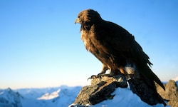 Wegen der Verwendung bleihaltiger Jagdmunition sind Greifvogel-Populationen in Europa deutlich ...