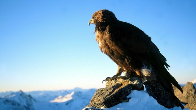 Steinadler in den Hohen Tauern in Salzburg (Bild: APA/NORBERT WINDING)