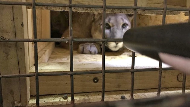 Die Polizei fand den Puma im Zuge einer Verkehrskontrolle in einer Holzkiste. (Bild: Polizeiinspektion Neunburg vorm Walde)
