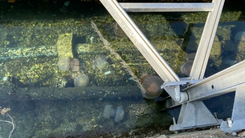 Viele Quallen verenden im Hafen. (Bild: Manuela Karner)