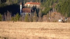 Eine malerische Kulisse mit Frauenkirche und Schloss Pernegg - wenn nicht die asbesthaltige Deponie unter der Wiese wäre. (Bild: Pail Sepp)