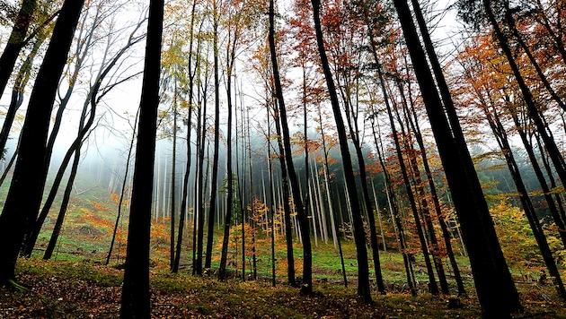 Die Erderwärmung setzt unseren Wäldern immer mehr zu. (Bild: APA/BARBARA GINDL)