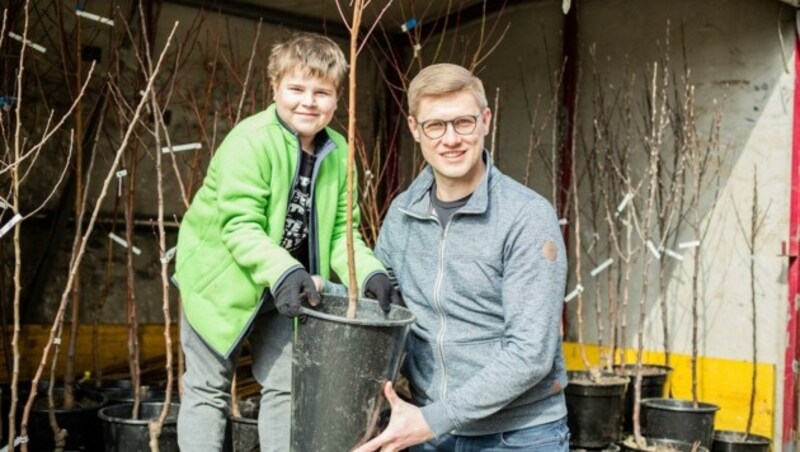 Initiative zur Nachhaltigkeit: Landesgeschäftsführer Patrik Fazekas nahm die Bäume in Empfang, Nun werden sie an die Gemeinden verteilt. (Bild: Ronald Fenk)