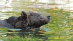 Bär Erich erfreut sich heuer erstmals am kühlen Nass. (Bild: © FOUR PAWS)