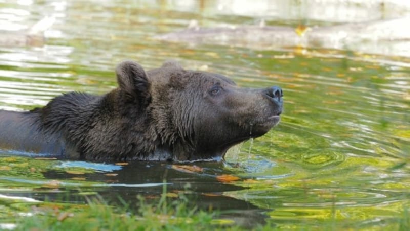 Bär Erich erfreut sich heuer erstmals am kühlen Nass. (Bild: © FOUR PAWS)