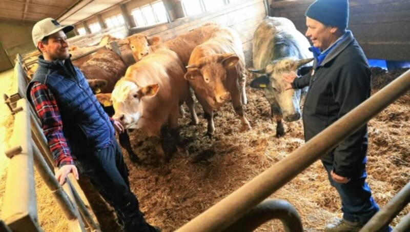 Josef junior und Josef senior betreiben mit Leidenschaft ihren Ochsenbetrieb, setzen auf Tierwohl und stressfreies Fleisch. (Bild: Rojsek-Wiedergut Uta)