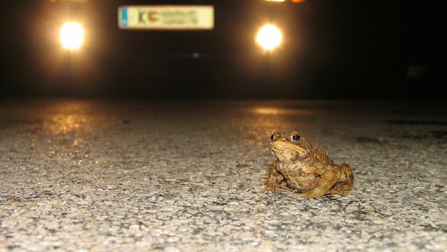 Die kleinen Hüpfer mögen den warmen Asphalt: Auf „Frosch-Strecken“ heißt es aufpassen (Bild: ARGE Naturschutz)