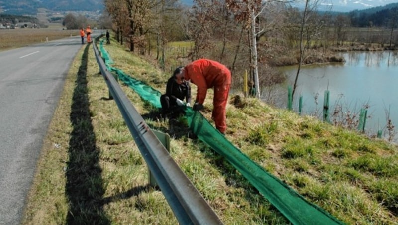 Zäune, Kübel und Fahrverbote retten Kärntens Amphibien (Bild: Arge Naturschutz)