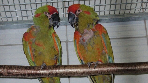Die Kärntner Zollfahndung hat den illegalen Verkauf von vier seltenen Papageien verhindert. (Bild: BMF/Zoll)