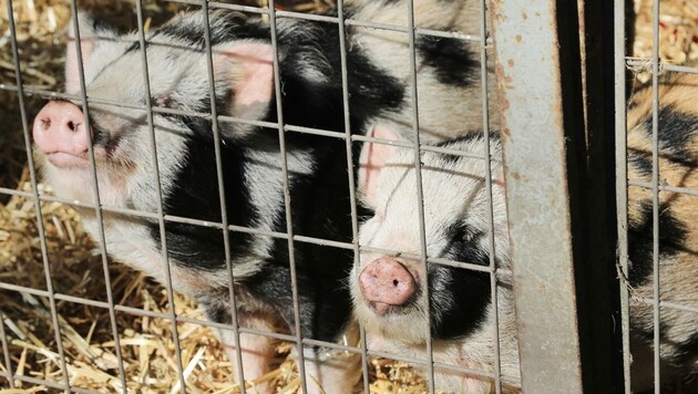 Die beiden Schweinchen sind jetzt glückliche, tierische Aiderbichler. (Bild: Rojsek-Wiedergut Uta)