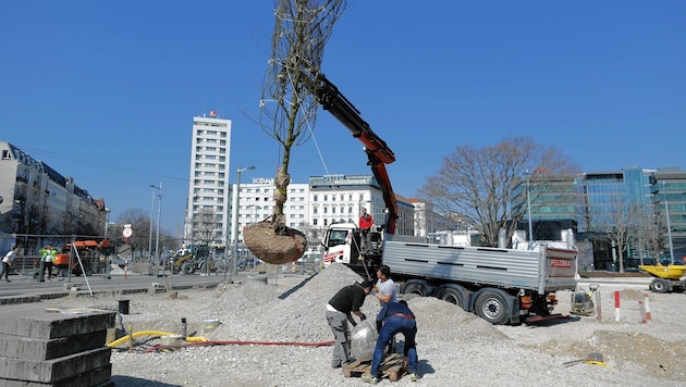 13 XXL-Platanen werden am Praterstern gepflanzt. (Bild: Gerhard Bartel)