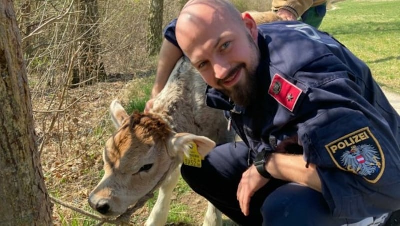 Noch wehrt sich Bullenkalb Louis gegen die „Gefangennahme“ (Bild: Polizei OÖ)