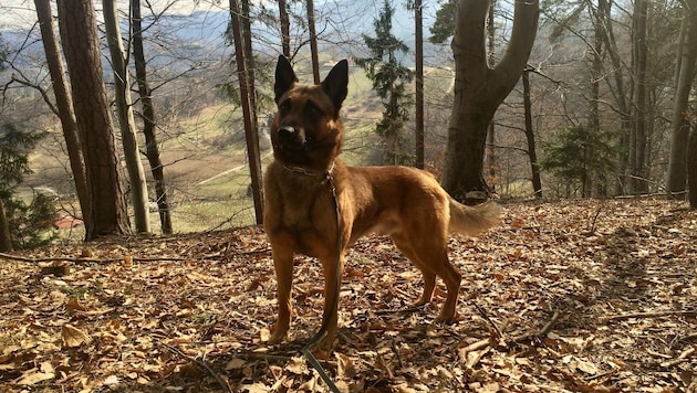 Diensthund Sam. (Bild: Landespolizeidirektion Vorarlberg)