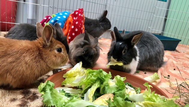 Diese Kaninchen können sich im Kremser Tierheim erholen. (Bild: Tierheim Krems)