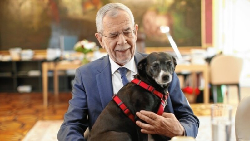 Bundespräsident Van der Bellen mit „Juli“: Schon mit der Vorgängerin „Kita“ sah man Bundespräsident Van der Bellen (78) immer wieder vor der Hofburg Gassi gehen. Nun wedelt Nachfolgerin „Juli“, eine Findlingshündin, durch die historischen Räumlichkeiten. Sie hat einen fixen Platz auf dem Schoß des Staatsoberhauptes. Er lacht: „Sie belauscht mich ständig und ist wohl die größte Geheimnisträgerin der Republik.“ (Bild: Reinhard Holl)