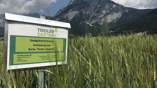 Das System wäre perfekt: Die Tiroler Saatbaugenossenschaft vermehrt alte Landsorten in ihren Feldern zum Anbau, in Flaurling erfolgt die Verarbeitung. (Bild: Getreidezentrum)