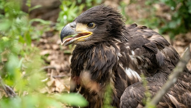 Wildvögel hautnah: Bereits zum zweiten Mal ist es dem WWF Österreich und PANNATURA gelungen, einen Seeadler-Horst im Livestream einzufangen. (Bild: Johannes Priester)