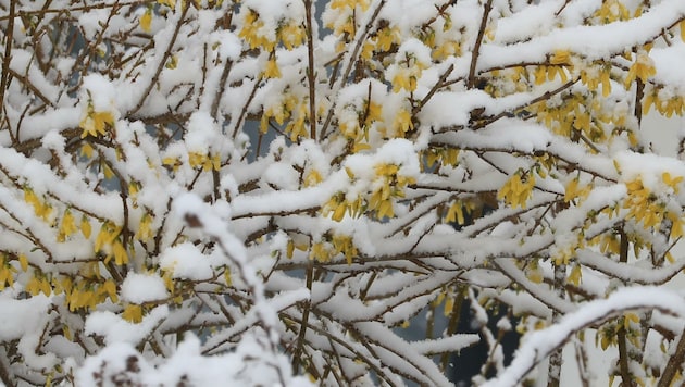 Schnee setzte vielen Blüten - hier am Eingang ins Wipptal - schon am Samstag arg zu. (Bild: Birbaumer Christof)