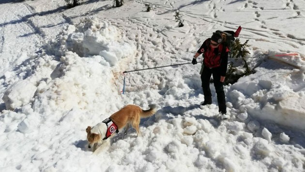 En campo abierto, los perros valientes buscan personas desaparecidas en la nieve.  (Imagen: Avalanche Dog Squadron Salzburg)