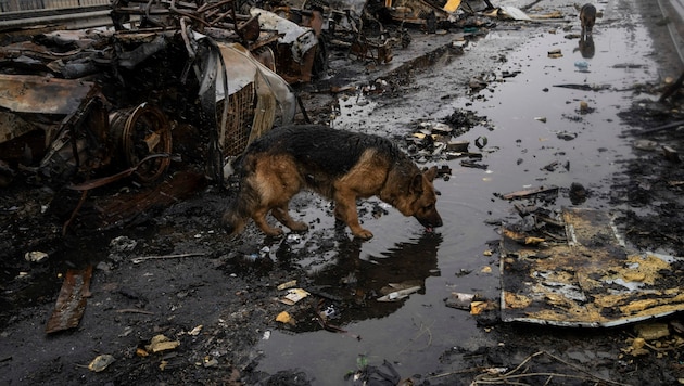 Ein Hund trinkt Wasser neben zerstörten russischen Panzerfahrzeugen in Butscha. (Bild: The Associated Press)